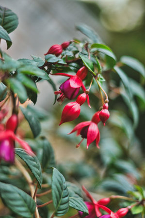 A captivating close-up reveals the intricate beauty of pink-purple fuchsia flowers. The delicate petals showcase vibrant hues, with soft textures and exquisite detail. This botanical image highlights the natural elegance of a garden favorite, perfect for themes of nature, beauty, and growthの写真素材