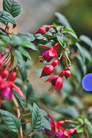A captivating close-up reveals the intricate beauty of pink-purple fuchsia flowers. The delicate petals showcase vibrant hues, with soft textures and exquisite detail. This botanical image highlights the natural elegance of a garden favorite, perfect for themes of nature, beauty, and growthの写真素材