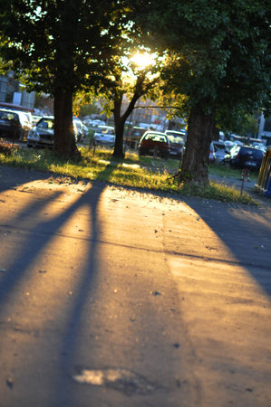 This urban scene captures city trees bathed in the warm glow of low sunlight, which dramatically...