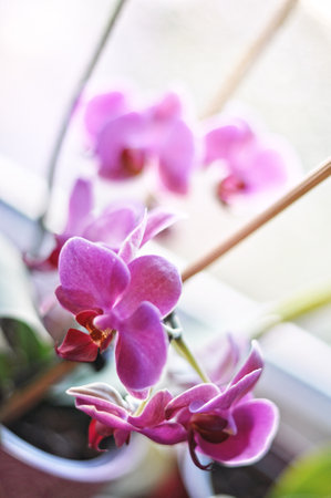 A close-up shot captures delicate pink orchid flowers in full bloom indoors. The soft light emphasizes the subtle details of the petals and stamens, creating a peaceful and elegant image. Ideal for themes related to flowers, nature, interior decoration, and tranquility.の写真素材