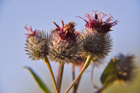 prickly thistle flower in the meadow close-up very sharp spikes attach pink and gray