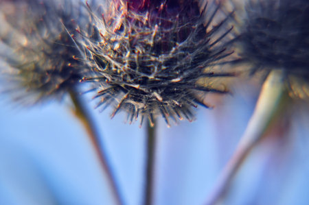 prickly thistle flower in the meadow close-up very sharp spikes attach pink and grayの写真素材