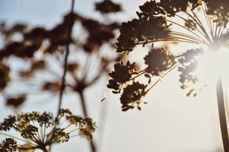 dry autumn chervil flower illuminated by the rays of the setting sun beauty in nature