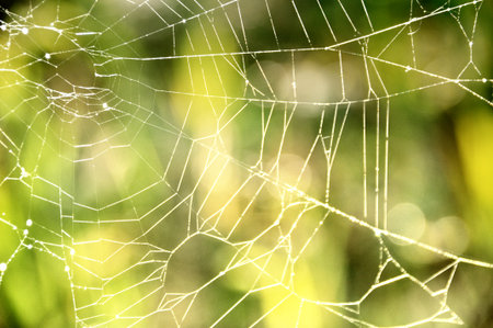 spider web hung between the grasses in the meadow on the green lawn