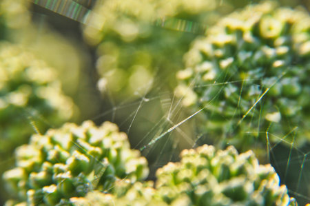 Green plant dandelion litfor, spiderweb threads on it, beauty of nature green gardenの写真素材