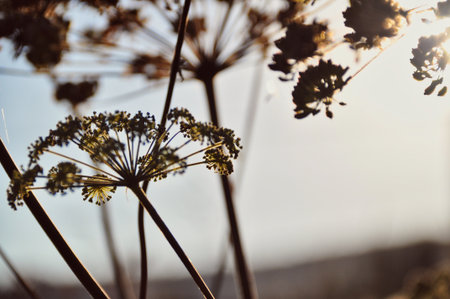 dry autumn chervil flower illuminated by the rays of the setting sun beauty in natureの写真素材