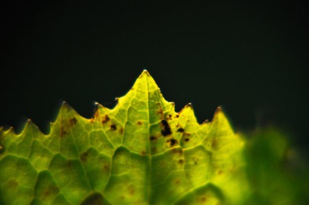 highlighted edge of green jagged leaf on black background close-up detail beauty in nature brown...