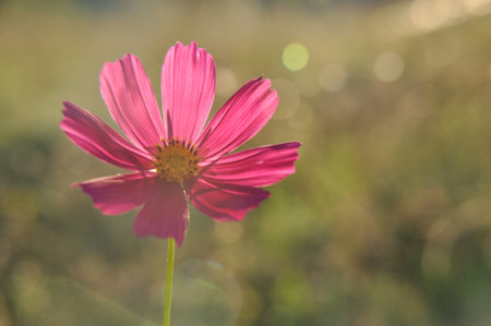 a single pink cosmos flower on a meadow illuminated by the light of the sun beauty in natureの写真素材