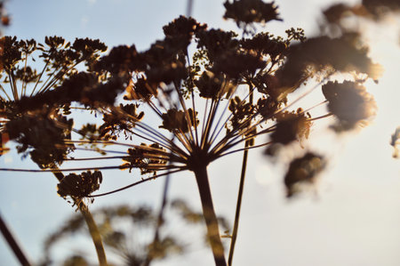 dry autumn chervil flower illuminated by the rays of the setting sun beauty in natureの写真素材