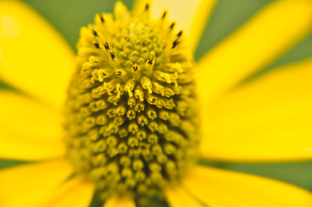 closeup to rudbeckia yellow flower head pollenの写真素材