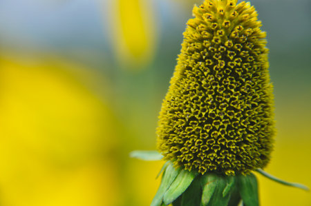 closeup to rudbeckia yellow flower head pollenの写真素材