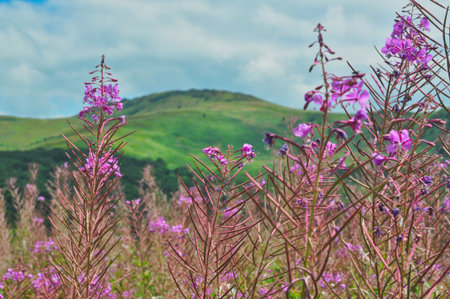 purple flowers in a meadow in the mountainsの写真素材