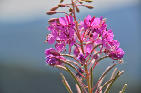 purple flowers in a meadow in the mountainsの写真素材