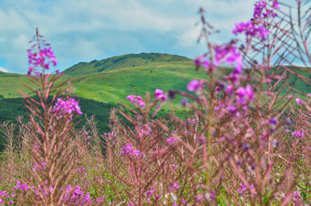 purple flowers in a meadow in the mountainsの写真素材