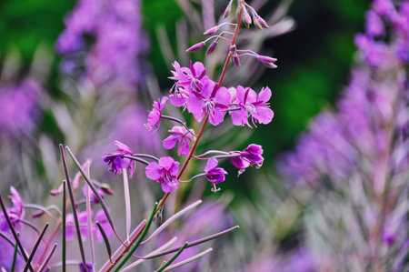 purple flowers in a meadow in the mountainsの写真素材