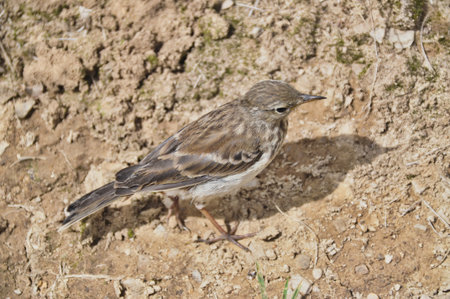 a gray sparrow bird stands on a path blends into the backgroundの写真素材