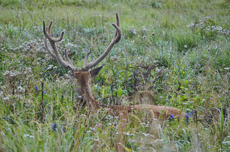 deer with big antlers in the thicket lies in the meadow on the grass beautiful maleの写真素材