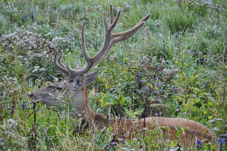 deer with big antlers in the thicket lies in the meadow on the grass beautiful maleの写真素材