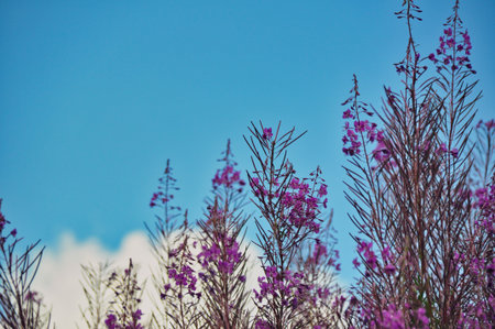 purple flowers in a meadow in the mountainsの写真素材