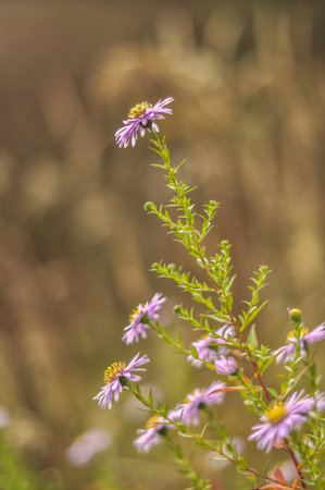This beautiful image captures vibrant pink asters in full bloom, adding a splash of color to an autumn meadow. The flowers stand out against the backdrop of a changing landscape, hinting at the cooler temperatures of fall while still showing nature's enduring beauty. This photo is ideal for themes related to autumn flora, seasonal transitions, wildflowers, and the vibrancy of meadows in the fall.の写真素材