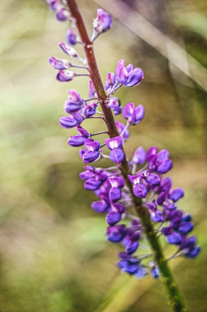 This detailed close-up captures a beautiful purple lupine flower in bloom during the autumn season. The vibrant color and intricate structure of the petals are highlighted, suggesting a resilient beauty as the year draws to a close. This image is ideal for themes related to autumn flora, garden flowers, nature's details, and the vibrant hues of fall.の写真素材