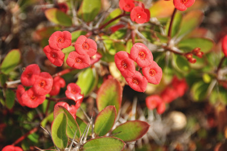 Vibrant Red Exotic Euphorbia Flowers Close-upの写真素材