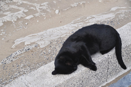 Sleek Black Cat Lounging on Concrete Urban Curbの写真素材