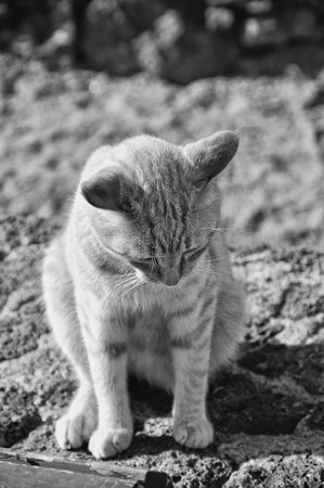 A striking ginger cat on a weathered wall black and white