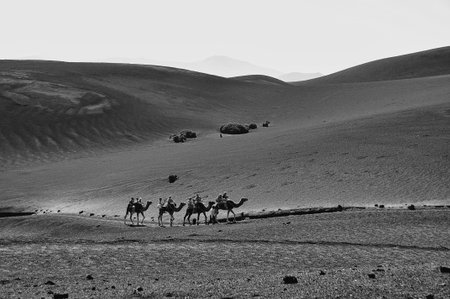 Four camels trekking in Timanfaya National Parkの写真素材
