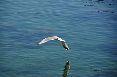 Seagull flying over turquoise ocean waterの写真素材