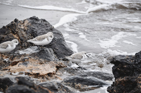 Sanderling birds on black sand beach Lanzarote;の写真素材