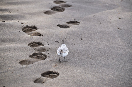 Sanderling on black sand with footprints;の写真素材