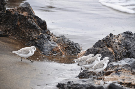 Sanderling birds on black sand beach Lanzarote;の写真素材