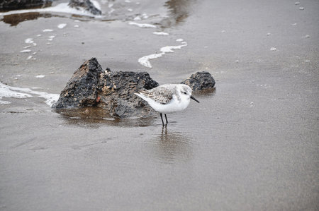 Sanderling bird on black sand beach in Lanzarote