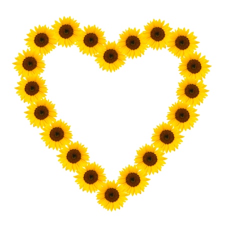 sunflower blossoms arranged as heartの写真素材
