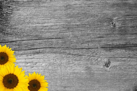 three yellow sunflower blossoms on wooden backgroundの写真素材
