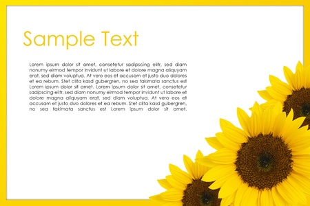greeting card with sun flowers and white backgroundの写真素材