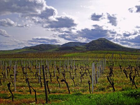idyllic vineyard in autumnの写真素材
