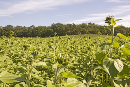 green sunflower field with closed buds and blue sky
の写真素材