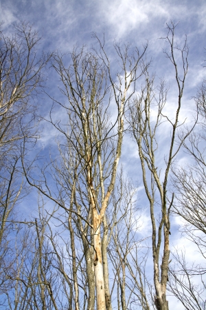 trees without leaves on blue skyの写真素材