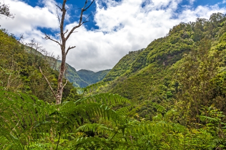 Fern and trees in natural tropical environmentの写真素材
