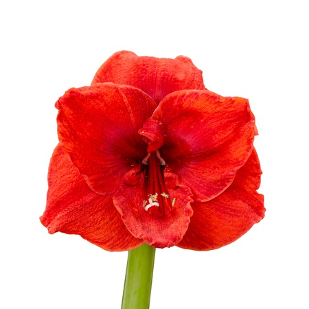 Amaryllis blossom, red with green stem isolated on white backgroundの写真素材