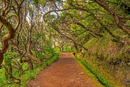 Irrigation canal "levada" in magical forest, Madeira Island, Portugal の写真素材