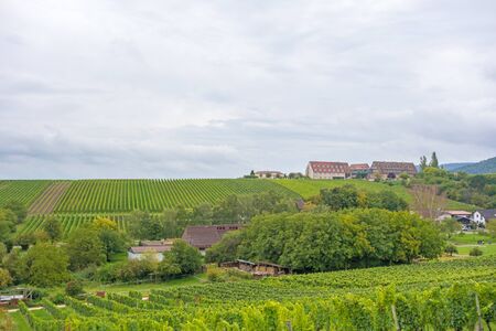 Vineyards, Germany near Neustadt a. d. Weinstrasseの写真素材