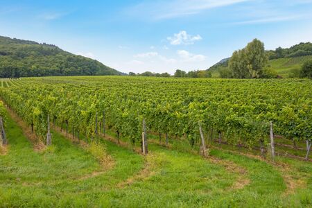 Vineyard, Germany near Neustadt a. d. Weinstrasseの写真素材