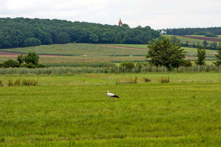 Stork on green meadow farmlandの写真素材