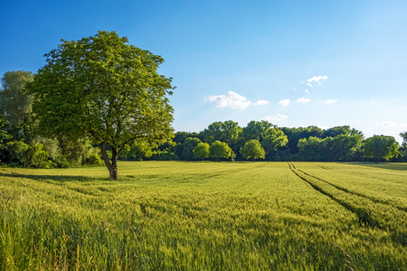 Tree, field, meadow and forest - blue sky Tree, field, meadow and forest - blue sky