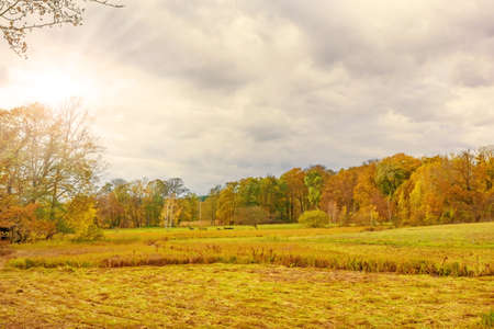 meadow autumn landscape with colorful forestの写真素材