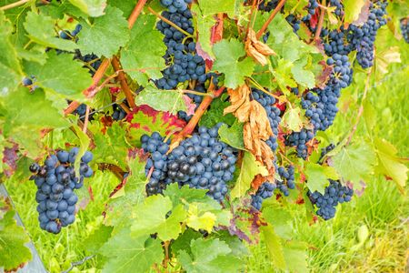 Vine with ripe grapes in vineyard before harvestのeditorial素材