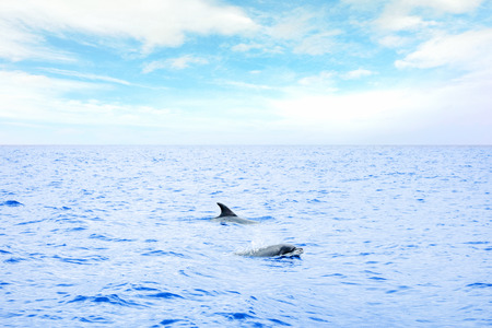 Fin and back of a swimming dolphin in the oceanの写真素材